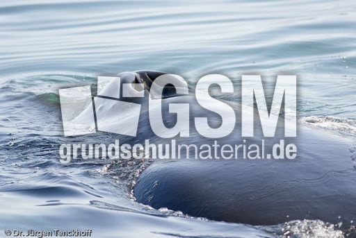 Buckelwal (36 von 57).jpg